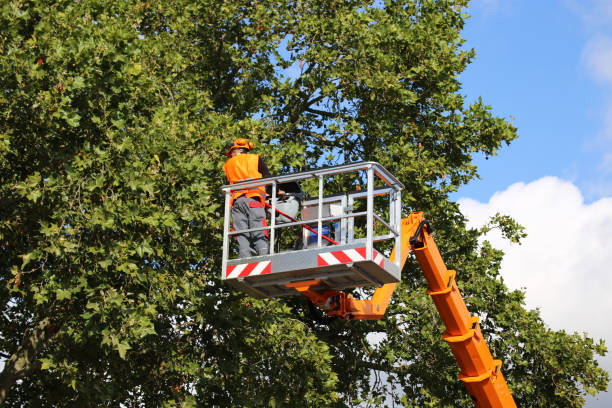 Best Stump Grinding and Removal  in USA